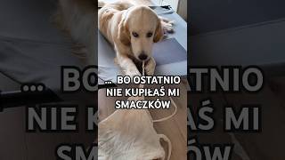 Oczy, które mówią prawdę #goldenretriever #doglover #bestfriend #pets