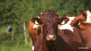 Things To Know About Cattle Diseases