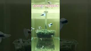 5 GUPPY YANG BANYAK DI PELIHARA #guppy#guppyfish#ikanguppy#ikanhiasairtawar#aquascape