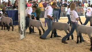 Iowa state Fair Lamb.wmv