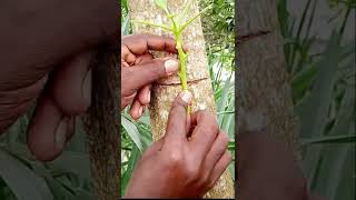 Mango grafting #mangografting #howtogrowmango #growingmango #mango #culitivatemango #mangocutting