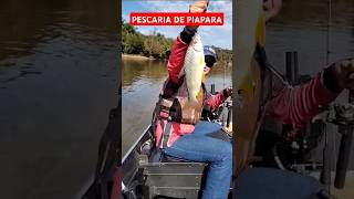 Pescaria de PIAPARA no Rio Iguaçu #pescaria #fishing