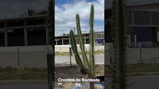 Cruzeiro do Nordeste PE. 286 KM de Recife