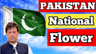 Pakistan national flower | National flower of pakistan | #shorts #pakistan