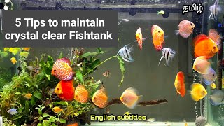 5 Tips to maintain crystal clear fishtank | @aquapetsfarmtamil4785