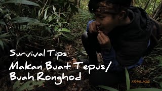 SURVIVAL TIPS sumber makanan di gunung hutan untuk pemula