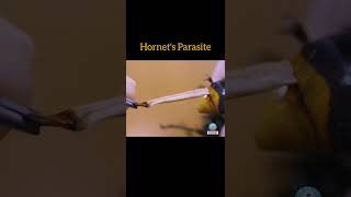 Hornet's Parasite #hornet