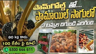 ఫామ్ తోటల్లో అధిక దిగుబడితో 100 కిలోల గేలలు || Palm gold fertilizer || ఫామ్ తోటలకి ఈ ఒక్క మందు చాలు