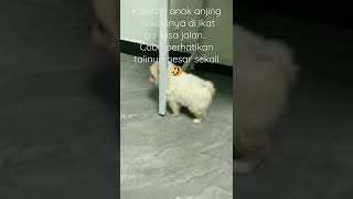 ada apa dengan anak an**ng ini kakinya tiba tiba gak bisa jalan🤣