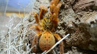 Unboxing doroslej samiczki P.murinus ~ 5DC