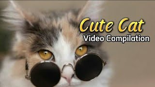 Cute Cats Compilation Part 11