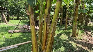 PLATANO DESHIJADO EN FORMA DE PATA DE GALLINA..