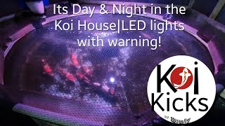 DAY & Night with LEDs and HOW it makes the Koi LOOK.