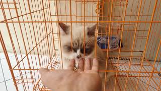 CARA MENJINAKKAN KUCING BIAR MANJA DENGAN DIKANDANGIN KUCING HIMALAYA BLUE EYES