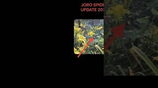 JORO SPIDER