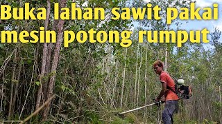 Tebas hutan untuk tanam sawit