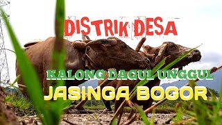 Membajak Sawah dengan Kerbau di Kalong Dagul Jasinga Bogor - Suasana Pedesaan Bogor Barat