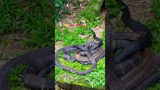 Squirrel in front of 3 King Cobras #snakes #reptiles #youtubeshorts #ytshorts #shorts #cobrasnake