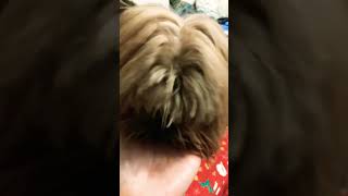 Dog licking me like crazy #dog #pets