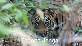 Tiger Reserve Chandrapur l Tadoba Jangal l Tiger Safari l Jangal Safari