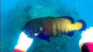 Spearfishing Kerapu|GROUPER | Indonesia, aceh