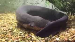 The sophisticated way electric eels stun and kill