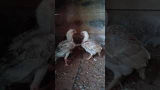 show quality parrot beak longtail chicks 35 days old| #chicks #parrotbeak #longtail #aseel #pets