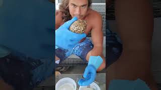 Cowrie Shell Cleaning