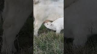 lulu & bull calf