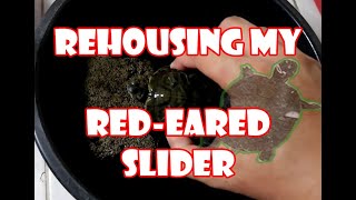 Rehousing My Red-Eared Slider - Gorby Exotics Vlog 31