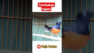 murai batu gacor tembakan tajam rapet #muraibatugacor