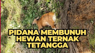 ANCAMAN PIDANA MERACUNI HEWAN TERNAK TETANGGA