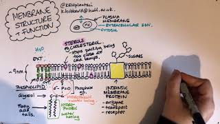 Membrane structure and function