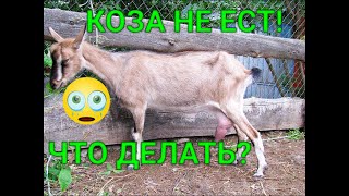 КОЗА НЕ ЕСТ, ЧТО ДЕЛАТЬ?