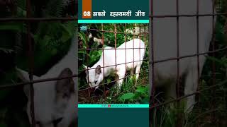 White Serval  - सबसे रहस्यमयी जीव 08 #shorts #youtubeshorts #shortsvideo