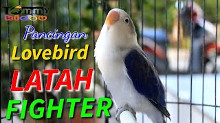 LATAH!!!Pancingan Lovebird bikin Latah dan Fighter