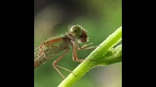 Blue Riverdamsel;female(Pseudagrion microcephalum) gulping down an unfortunate arthropod. #bug