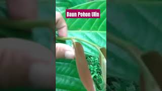 MENGENAL BENTUK DAUN POHON ULIN BELIAN Eusideroxylon zwagery