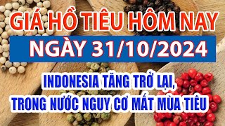 Giá tiêu hôm nay 31/10: Indonesia tăng trở lại, trong nước nguy cơ mất mùa tiêu