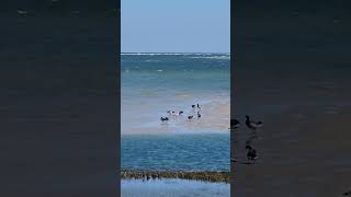 Ducks and seagulls in a sandbar 🦆🦆🦆🦆