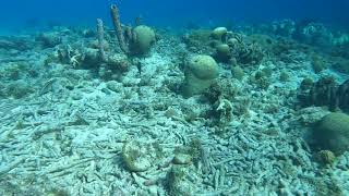 Playa Kalli Alice in Wonderland Dive 1, 1-12-2024, Curacao