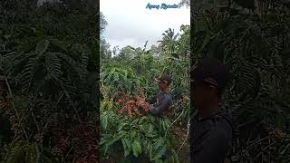 panen kopi robusta tahun 2024 #kopirobusta #robusta #kopi