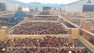 LICOFUL FZE Licorice Root Producing Process.Licorice Root Cutting,Washing,Drying and Packing process