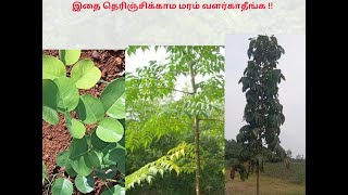 இதை தெரிஞ்சிக்காம மரம் வளர்காதீங்க !!