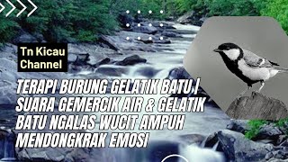 Terapi Burung GELATIK BATU | Suara Gemercik air & Gelatik Batu Ngalas wucit Ampuh mendongkrak Emosi