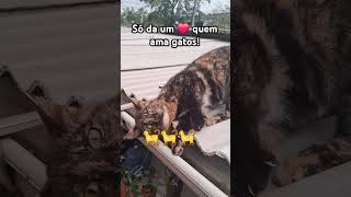 #cat#gatofofo #naturelovers#games #gameshorts #rockinrio2024#series #filmes#gospel #pets#viralvideo