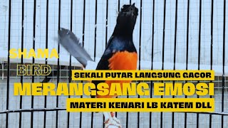 Murai Batu Memancing Emosi Murai Lain,Sekali Putar Langsung Gacor