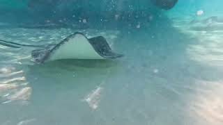 Grand Cayman - Sting Ray City - Go Pro HD - 2014