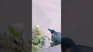 burung ini sangat pintar macing ikan