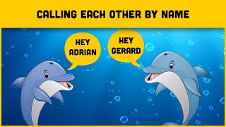 These Animals Call Each Other By Name